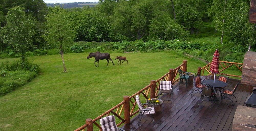 Juneberry Lodge Homer Dış mekan fotoğraf